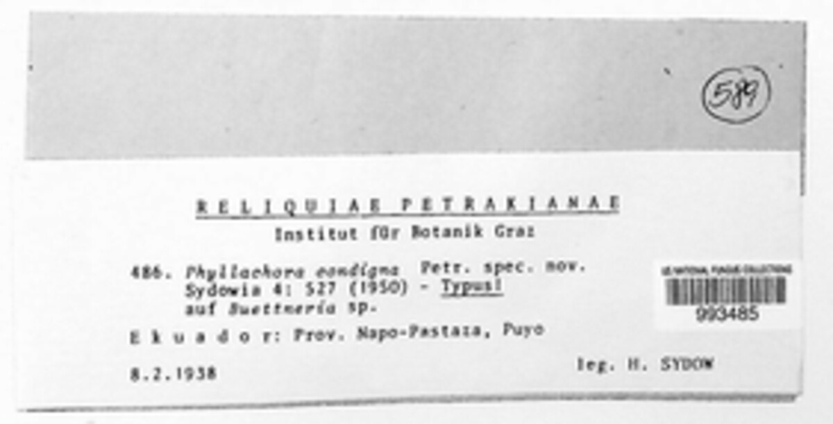 Phyllachora condigna image